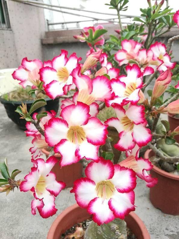 適合小盆養的“4種花”，小盆更精神，愛開花