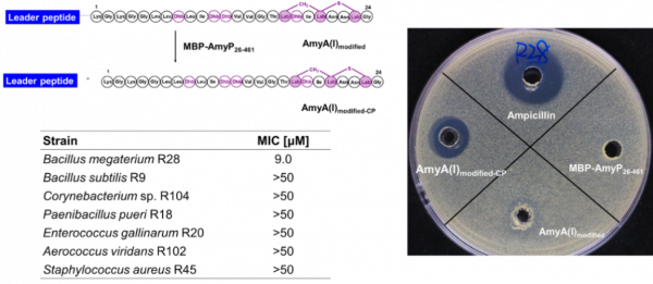 腸道菌群暗藏“江湖”，核糖體肽巧扮“殺器”