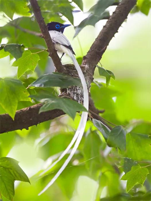 一支清新美麗的，壽帶鳥，尾巴長長，仙氣飄飄，美得像仙女