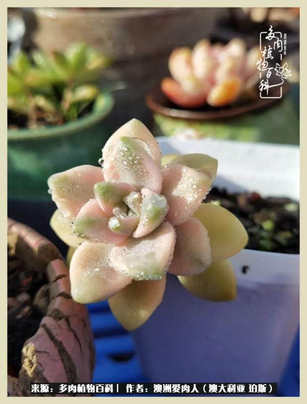 多肉變胖純屬正常,我的變胖卻是工傷 多肉變胖純屬正常,我的變胖卻是工傷