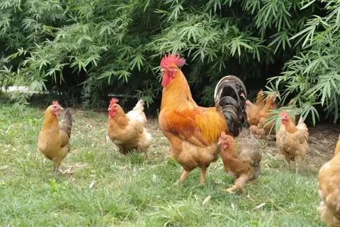 你第一眼看到啥動物，看到蝴蝶等於脾氣好