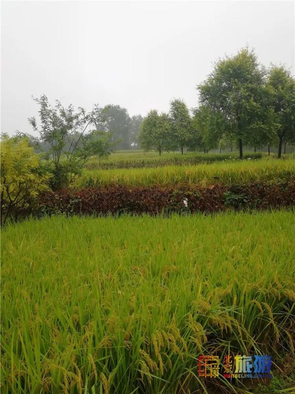 美哭了！不用去雲貴高原，在北京就能欣賞到的超美梯田，還免門票~