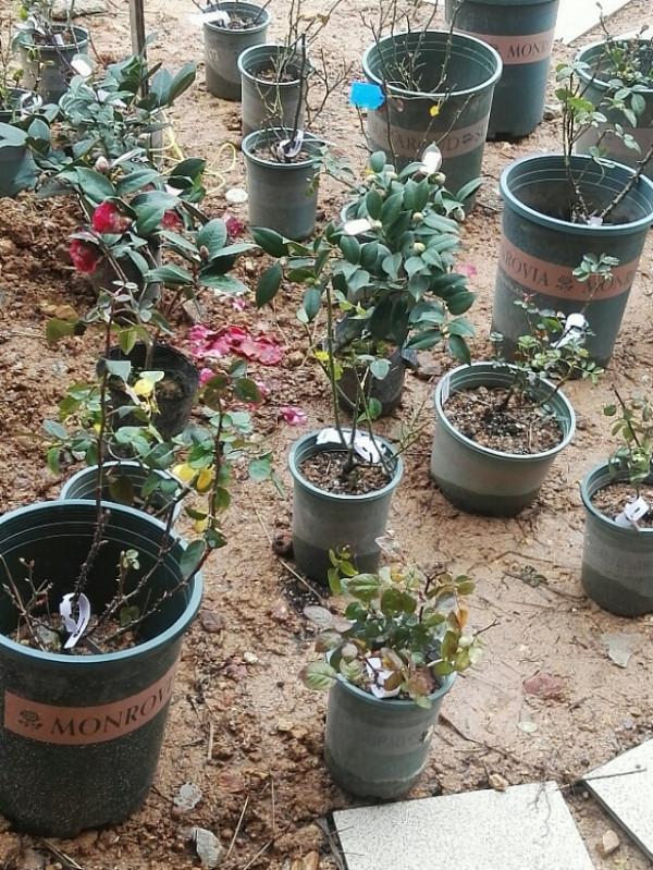 盤點22年1月到來的花草