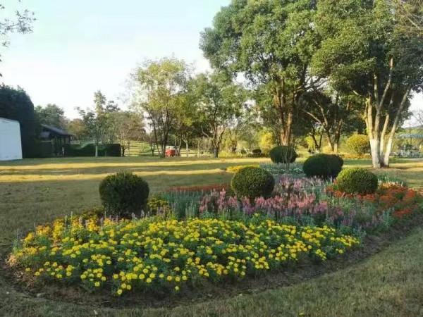 花語世界門票不限量免費送!金秋國潮花海強勢來襲!五大方式免門票! 花語世界門票不限量免費送!金秋國潮花海強勢來襲!五大方式免門票!