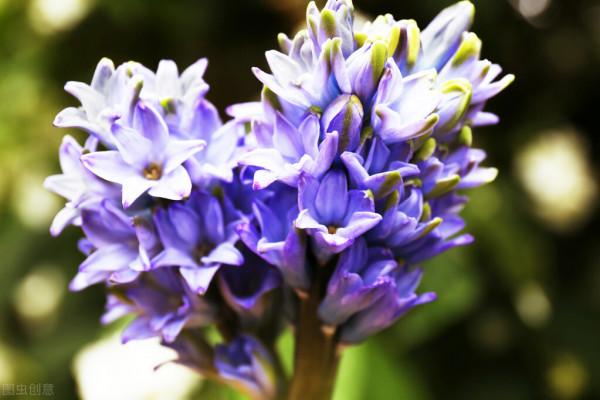 花園必備植物 風信子