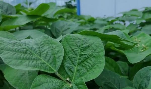 大豆早收晚收產量有影響,啥時候收穫能高產?農戶別做錯了 大豆早收晚收產量有影響,啥時候收穫能高產?農戶別做錯了