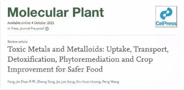 關於植物吸收有害金屬的機制及透過作物改良提升農產品安全研究