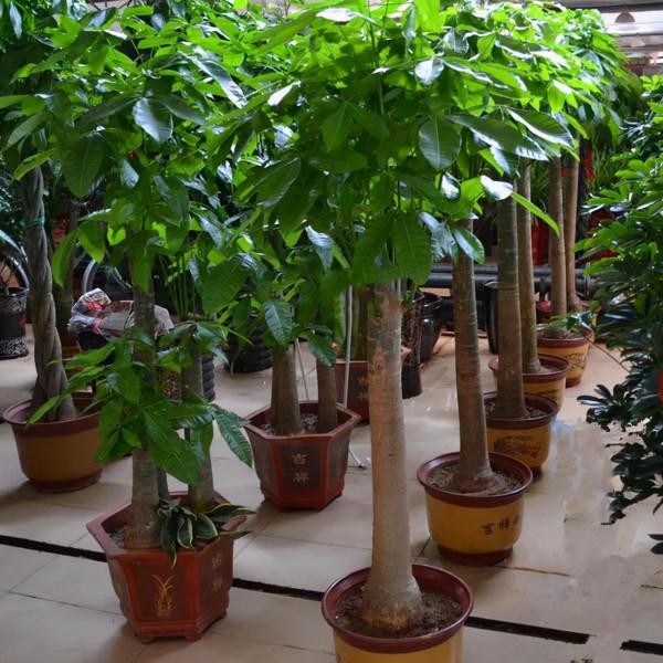 8種“富貴花”，適合放家裡，價格便宜“顯高檔”，關鍵還好養