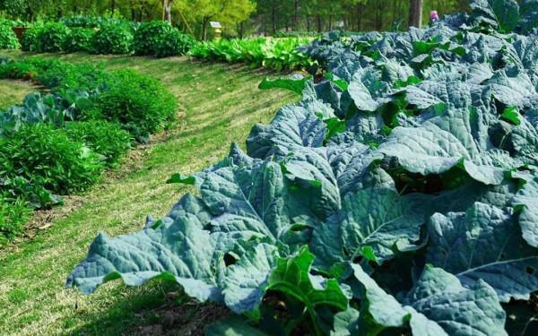 【提示】白菜究竟是什麼菜?西蘭花是不是花?十字花科瞭解一下 【提示】白菜究竟是什麼菜?西蘭花是不是花?十字花科瞭解一下