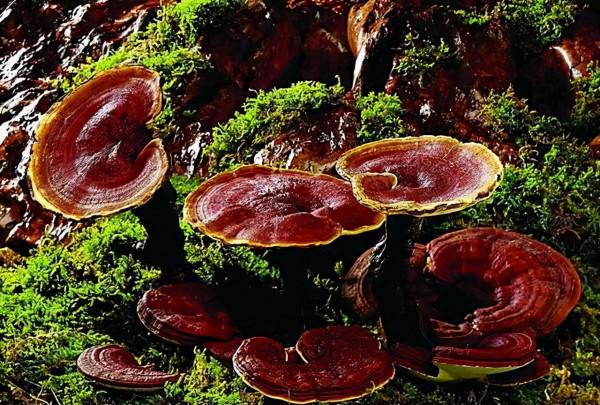 農村裡常見的中草藥 都有哪些功效 (二) 農村裡常見的中草藥 都有哪些功效 (二)