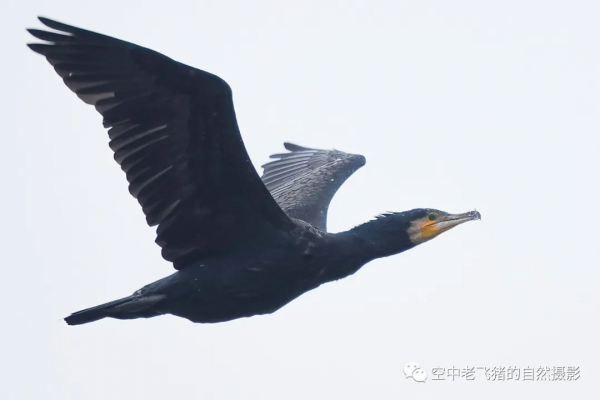 一劍封喉——新機OM-1拍鳥深度測評