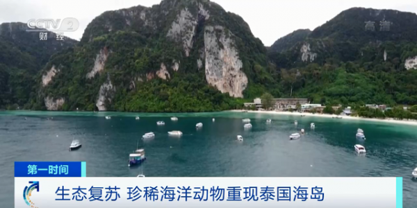 疫情重創旅遊業,卻恢復了自然環境!泰國海島重現珍稀海洋動物 疫情重創旅遊業,卻恢復了自然環境!泰國海島重現珍稀海洋動物