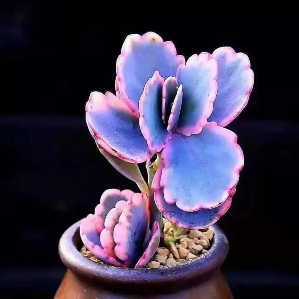 美好的生活，美麗的多肉