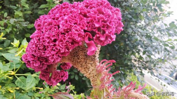 寶寶去幼兒園總生病怎麼辦？