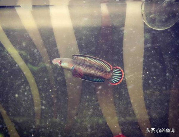 菜市場淘來的魚，丟魚缸裡也能養成世界級觀賞魚，它的名字叫雷龍