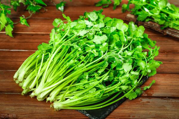 香菜怎麼儲存?老菜農教你3招,保證不軟不爛,一整年不壞 香菜怎麼儲存?老菜農教你3招,保證不軟不爛,一整年不壞