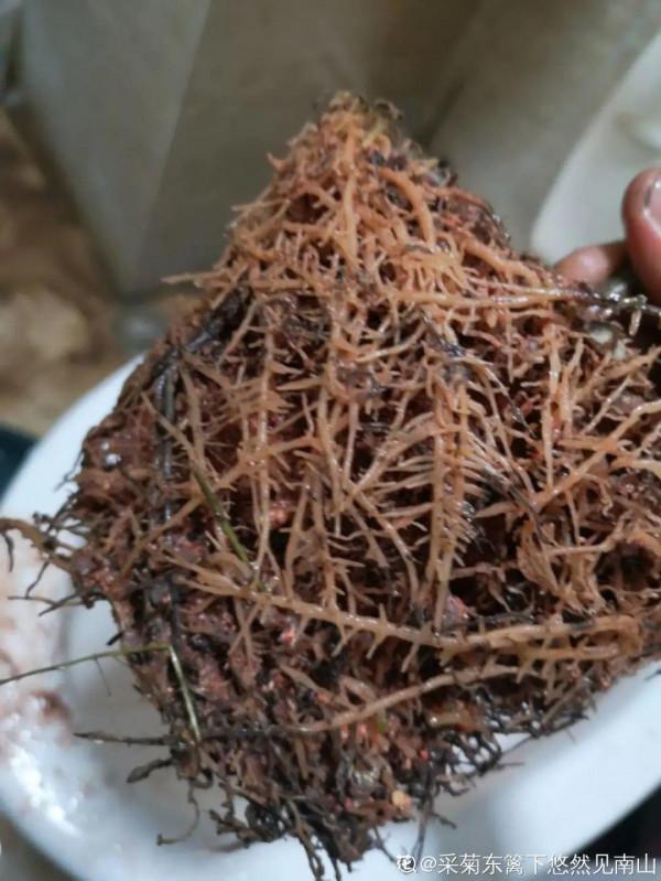 買花也要注意辨別“坑”,才能挑到好花,花開爆盆 買花也要注意辨別“坑”,才能挑到好花,花開爆盆