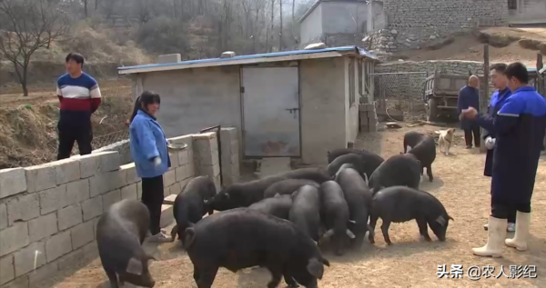 河北大哥創業養黑豬，逆境中“巧”翻身，一年收入達900多萬元