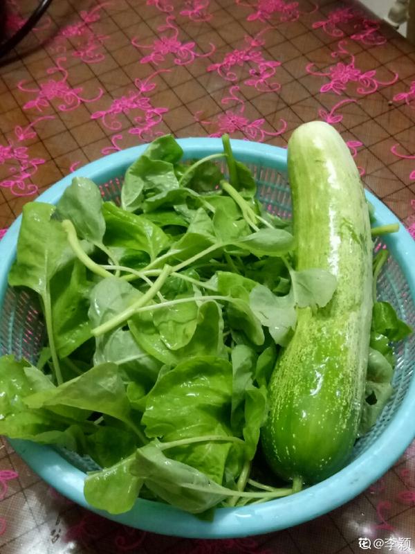 黃瓜好養殖,水果黃瓜更好養,營養比黃瓜更高 黃瓜好養殖,水果黃瓜更好養,營養比黃瓜更高