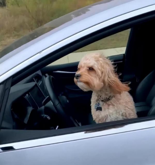 網上瘋傳影片：寵物狗“開著”特斯拉在美國高速路狂奔