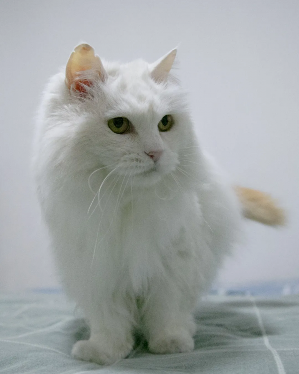 黑夜漸短，還剩多少時間能蹦迪？