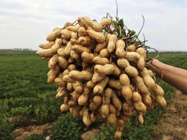 花生怎麼噴施葉面肥，花生需肥特點和噴施技術介紹