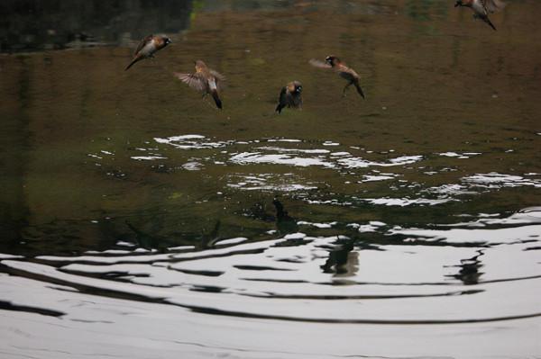 有誰知道這麻雀叼啄青苔有啥作用