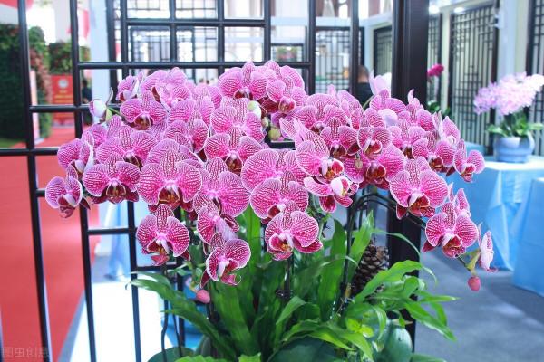 蝶戀花&lpar;生活隨筆&rpar;