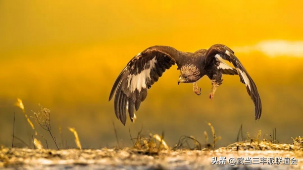 傳武硬功之指腕功夫:如何練就令同行驚羨的鷹爪般力量? 傳武硬功之指腕功夫:如何練就令同行驚羨的鷹爪般力量?