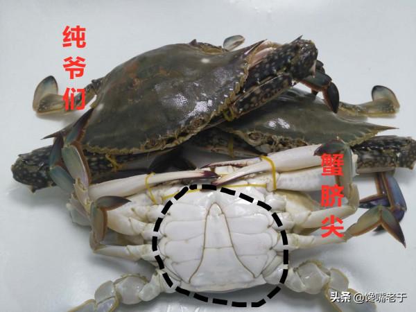 買梭子蟹不會挑?船老大教你3招,個個膏滿黃肥,保準一挑一個肥 買梭子蟹不會挑?船老大教你3招,個個膏滿黃肥,保準一挑一個肥