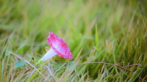 為祖國抗擊疫情加油時，來欣賞一下美景，看倒數第三張是什麼美味