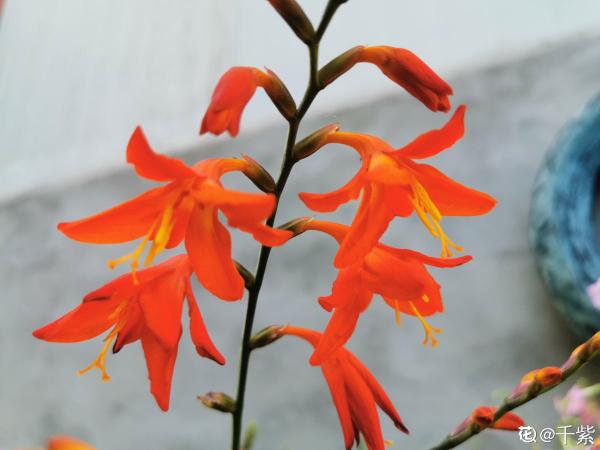 資深花友,還有什麼是你沒種過的?少見家養植物大曝光 資深花友,還有什麼是你沒種過的?少見家養植物大曝光