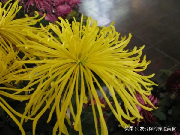 傲霜菊花奪人眼