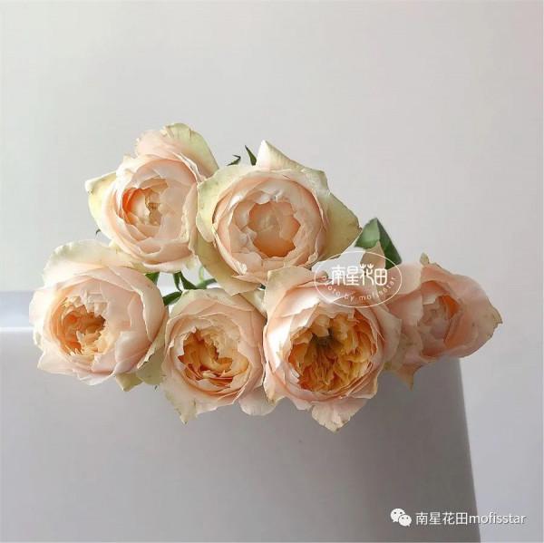 多頭黃蝴蝶 · 奶黃小包子