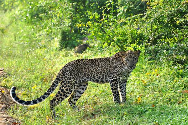 盤點世界上豹子的種類