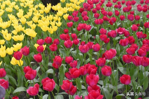 民間故事:老牛報恩 民間故事:老牛報恩