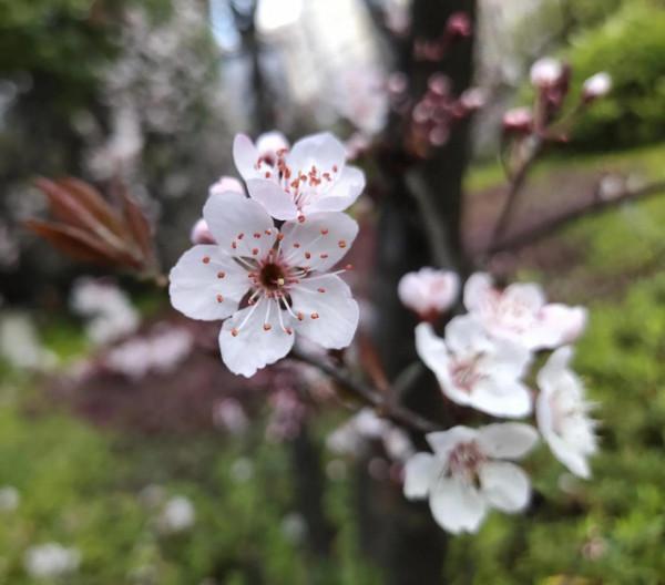 風和日麗，花花世界最是動人（原創）
