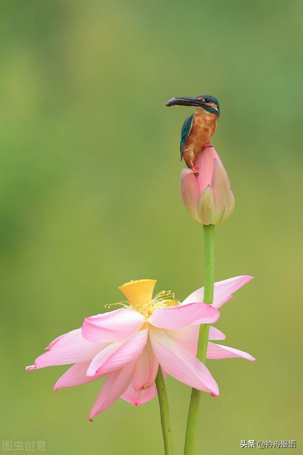 荷花與鳥兒的美麗邂逅