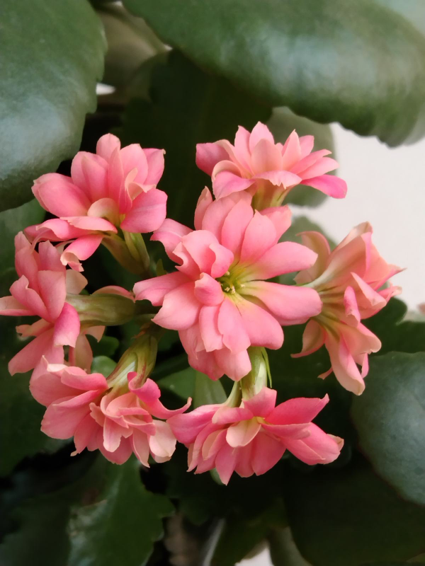 7種花最耐寒,到了零下也能活,冬天也有花賞 7種花最耐寒,到了零下也能活,冬天也有花賞