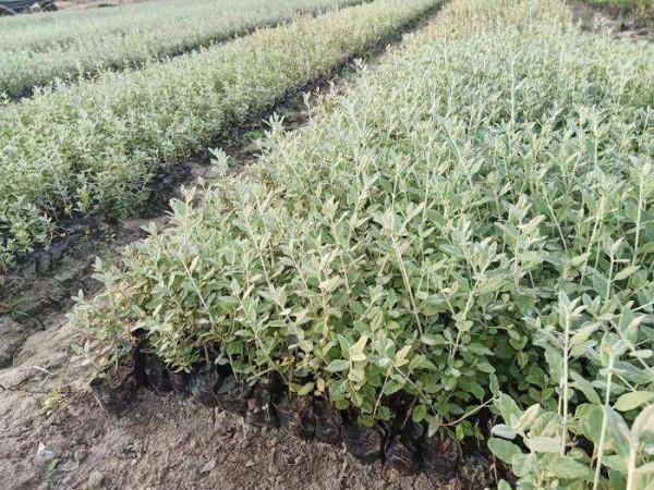 藍精靈——水果藍