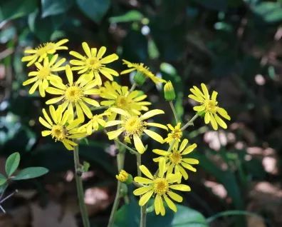 酒莊紅、萱草黃&hellip;&hellip;原來今年的秋冬流行色都在寶山這些公園裡&srarr;