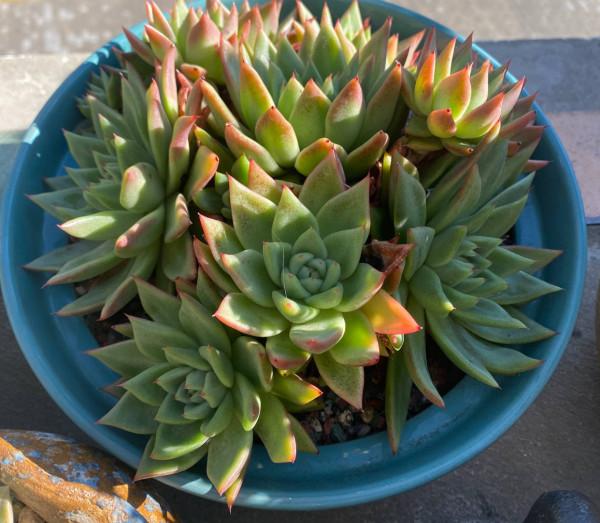 養多肉，有一點很關鍵，枝葉茁壯變老樁，顏色狀態都很贊