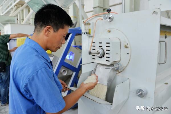 米粒尖上的白點是什麼東西？是黴菌還是人工漂白劑用多了？