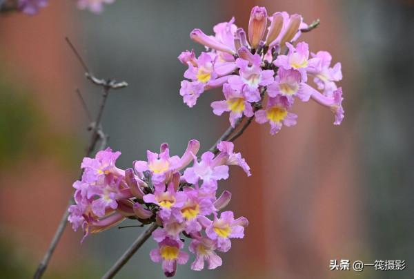 美麗的紫繡球花風鈴木