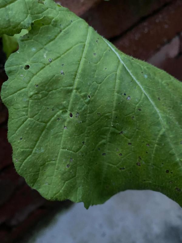 蘋果11 pro max傍晚拍照對比 蘋果11 pro max傍晚拍照對比