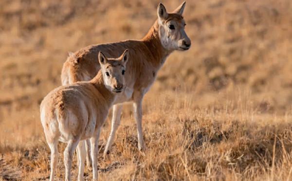 林草科普|徐永春鏡頭中的高原獸影