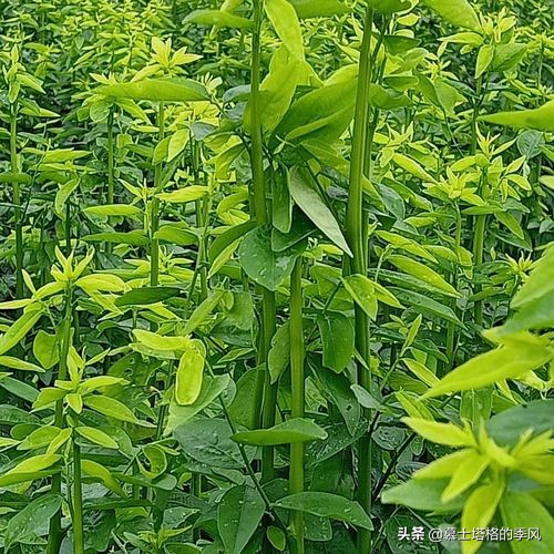 來海南避寒過冬，不得不吃的20種地道美食，你都吃過了嗎？