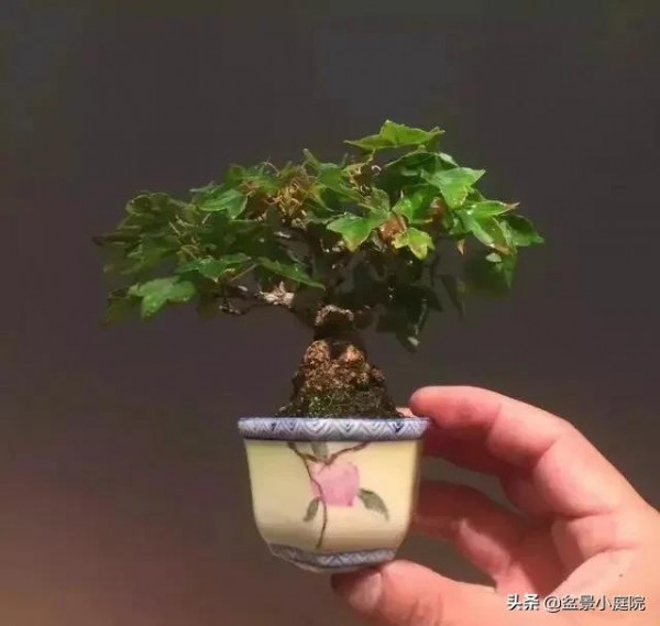 老枝扦插迅速獲取成品盆景的秘密