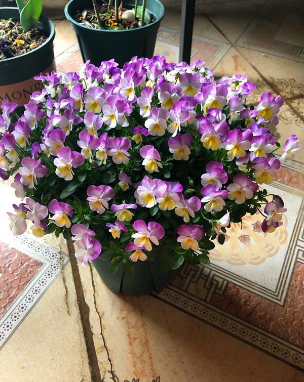 9種漂亮花,越冷越要曬太陽,控水薄肥,才能開得“奼紫嫣紅” 9種漂亮花,越冷越要曬太陽,控水薄肥,才能開得“奼紫嫣紅”