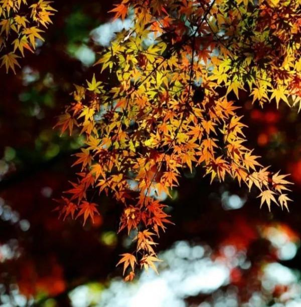 最美的五彩楓葉 最美的五彩楓葉